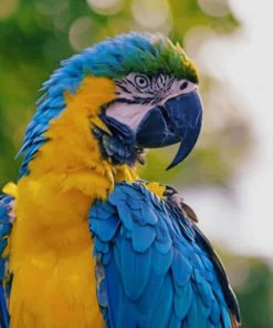 Yellow And Blue Colored Parrot paint by numbers