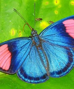 Blue Pink Butterfly paint by numbers