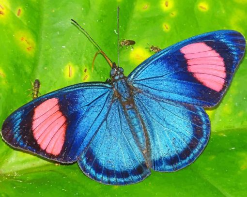Blue Pink Butterfly paint by numbers