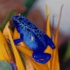 Poisonous Blue Dart Frog paint by numbers