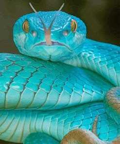 Blue Snake paint by numbers