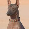Brown Xoloitzcuintle Dog paint by numbers