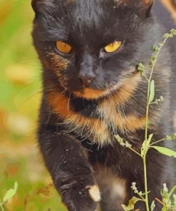 brown and black cat paint by number