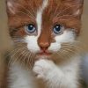 Brown And White Cat paint by numbers