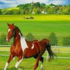 Brown and White Horse in The Farm paint by numbers