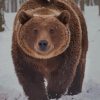 Brown Bear In Snow paint by numbers