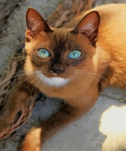 Brown Cat With Blue Eyes paint by numbers