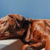 Brown Dog Lying On Bed painting by numbers