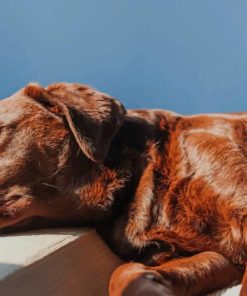 Brown Dog Lying On Bed painting by numbers