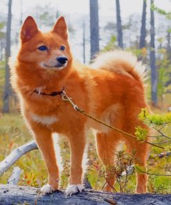 Beautiful Orange Dog paint by numbers