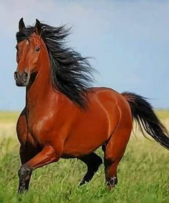Brown Horse With Black Hair paint by numbers