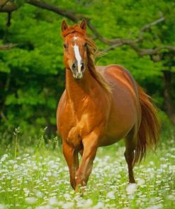 Brown Horses And Flowers paint by numbers