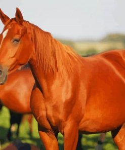 Brown Horses paint by numbers