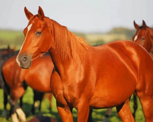 Brown Horses paint by numbers