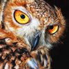 brown owl close up animal painting by numbers