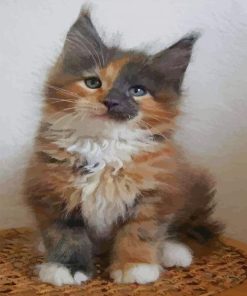 Calico Maine Coon kitten paint by numbers