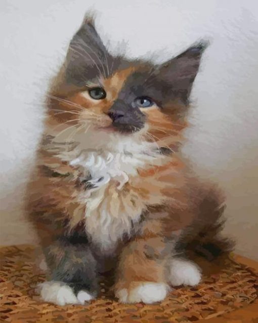 Calico Maine Coon kitten paint by numbers