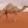 Camel In The Desert paint by numbers