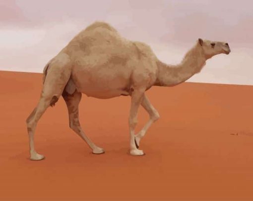 Camel In The Desert paint by numbers