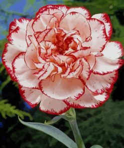 Carnation Flower paint by numbers