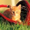 Cat In a Red Basket paint by numbers