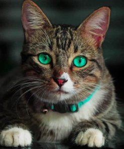 Cat Green Eyes paint by number