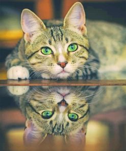 Green Eyed Cat Reflection paint by numbers