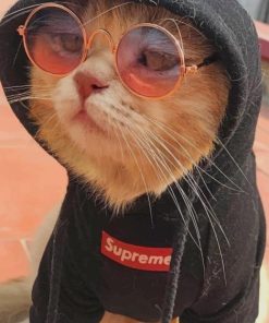 Cat With Supreme Hoodie paint by numbers