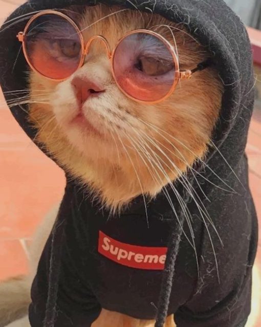 Cat With Supreme Hoodie paint by numbers