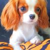 Cavalier Dog paint by numbers