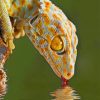 Chameleon Animal paint by numbers