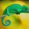 Chameleon Paint By Numbers