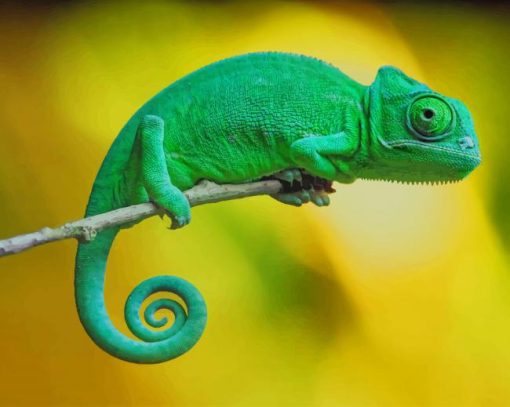 Chameleon Paint By Numbers