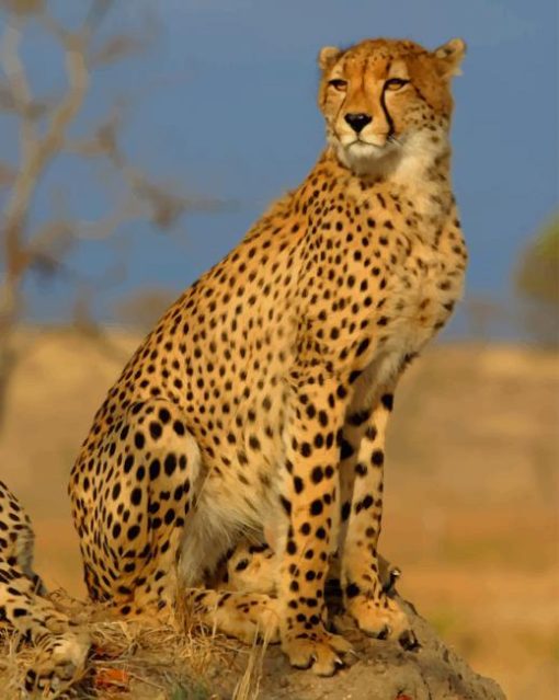 Cheetah in The Wild paint by numbers