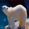 Chilling Polar Bear paint by number