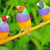 Colorful Gouldian Finch paint by numbers