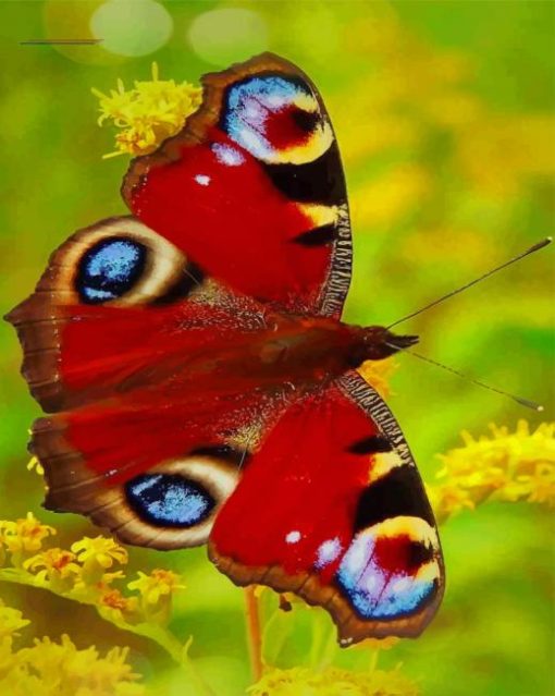 Colorful Beautiful Butterfly paint by numbers