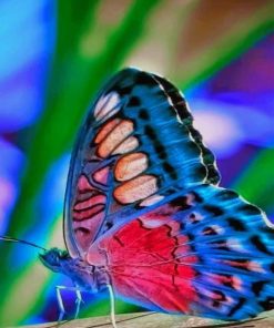 Colorful Butterfly paint by numbers