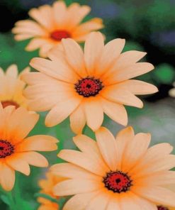 Colorful Daisy Flower paint by numbers