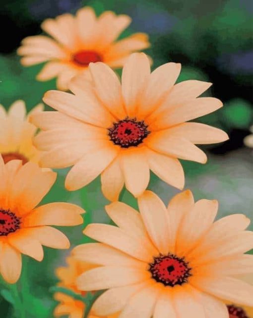 Colorful Daisy Flower paint by numbers