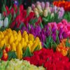 Colorful Pack Of Flowers paint by numbers