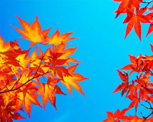 Colorful Leaves Blue Sky paint by numbers