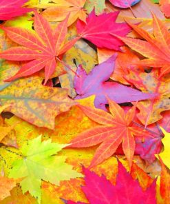 Colorful Autumn Leaves paint by numbers