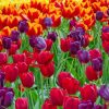Colorful Tulips paint by number