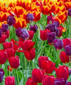 Colorful Tulips paint by number