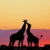 Couple Giraffe Sunset paint by numbers