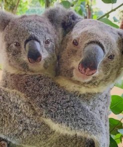 Couple in Love koala paint by numbers