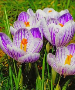 Crocus Flowers Purple White paint by number