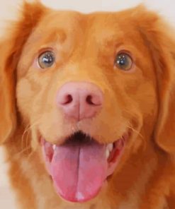 Cute Brown Dog paint by numbers