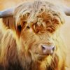 Cute Highland Cattle paint by numbers